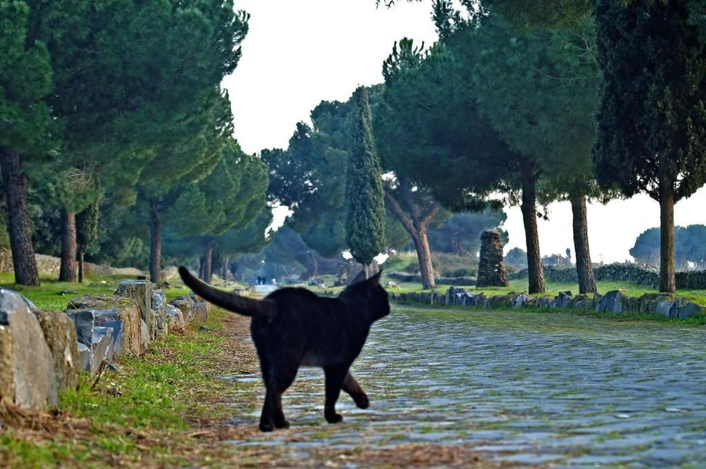 Bed and breakfast Appia Felis *